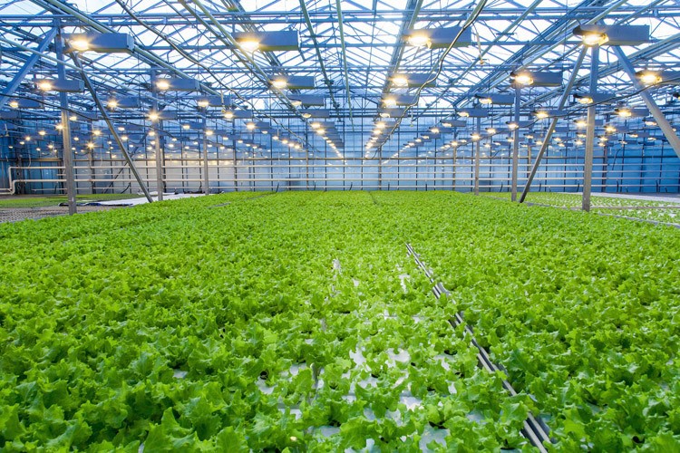 What vegetables are the most profitable to grow in greenhouses What vegetables are the most profitable to grow in greenhouses