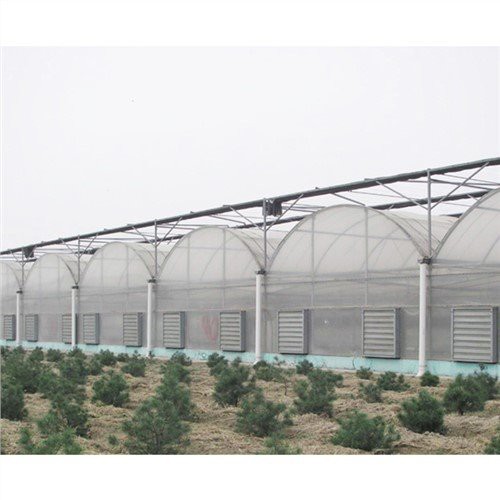 50 X 100 Drivhus Plast